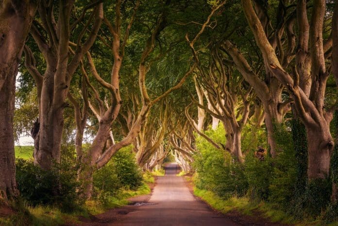 The Dark Hedges