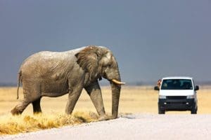 Etosha-Namibia