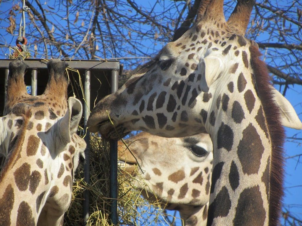 Parco-Natura-Viva Safari Giraffe