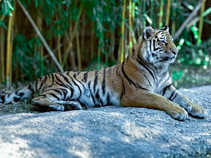 Tigre al Parco Natura Viva