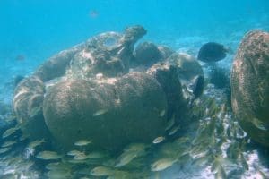 Barriera-corallina-caraibi