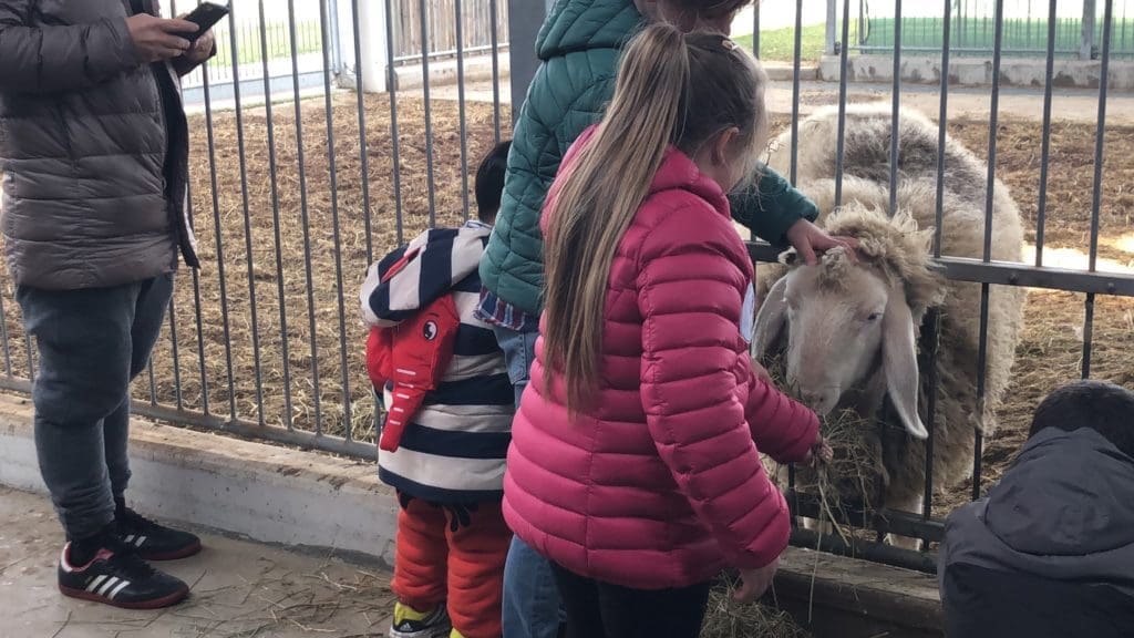 bambini nella fattoria del Fico di Bologna