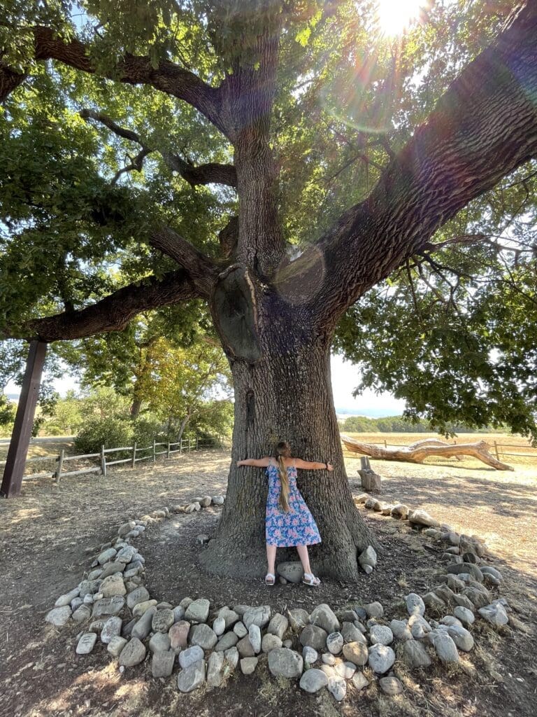 Quercia delle Checche Val D'Orcia