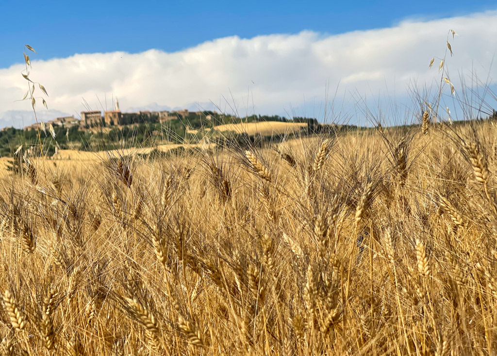 campo di grano