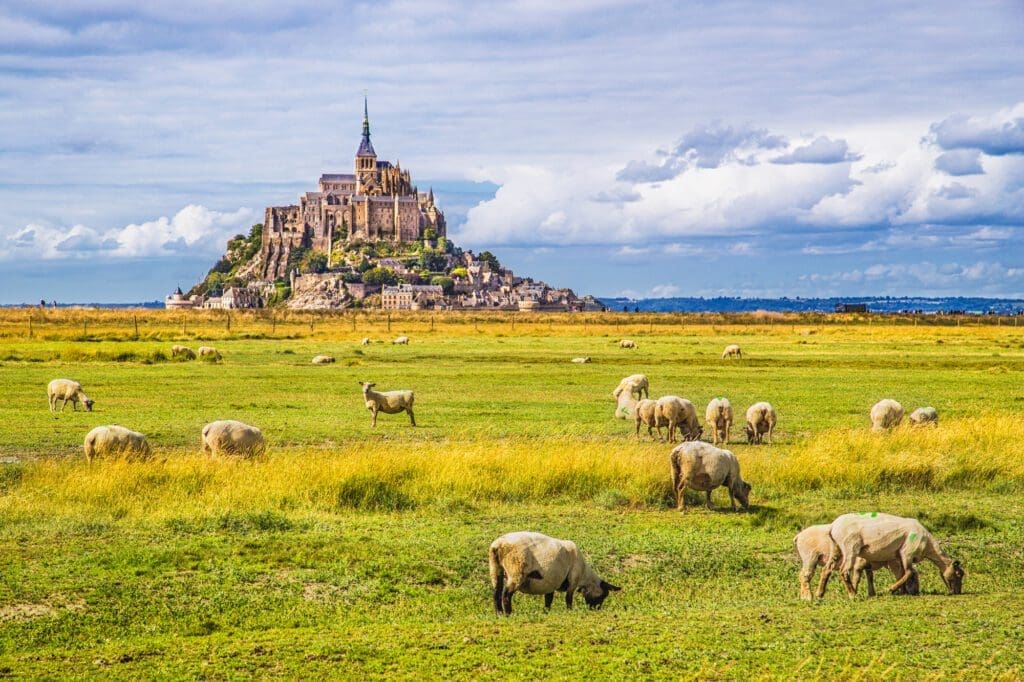 Pecore al pascolo intorno a Le Mont-Saint-Michel