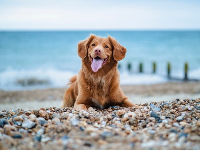 viaggiare con il cane