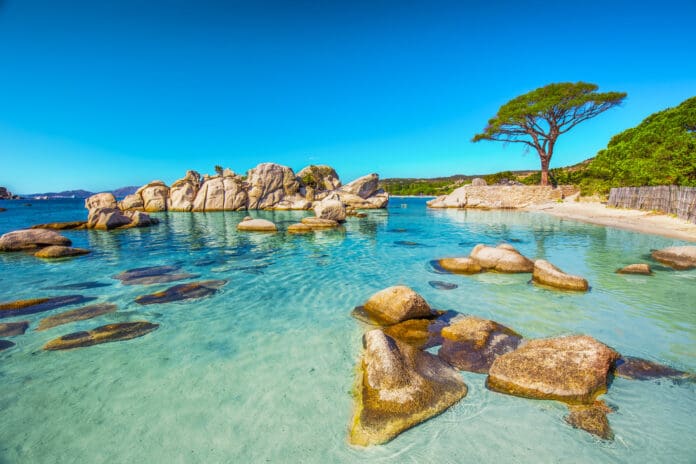 Corsica, Pino sulla spiaggia di Palombaggia