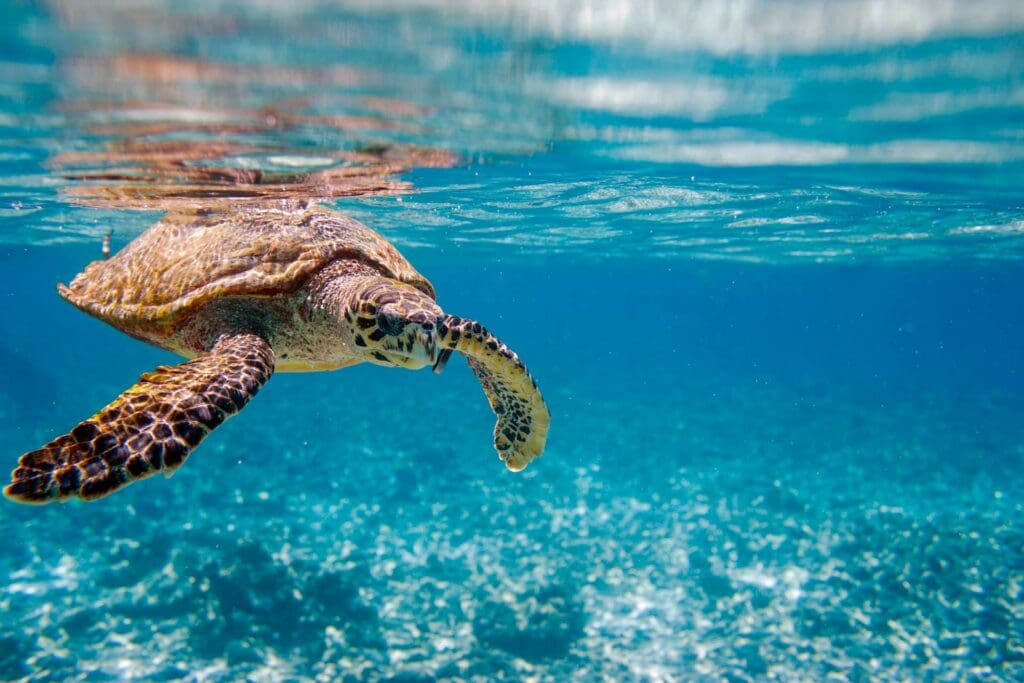 tartaruga marina oceano indiano seychelles
